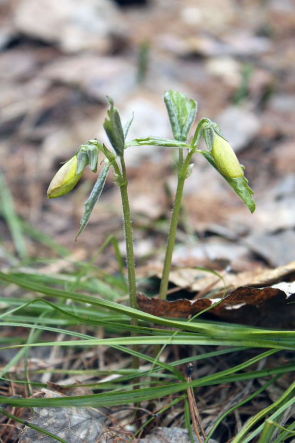 Image of Viola uniflora specimen.