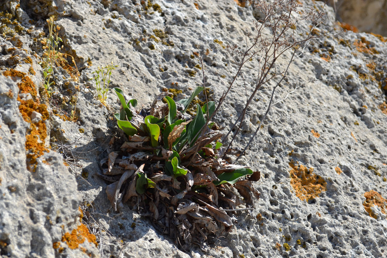 Изображение особи Limonium scoparium.