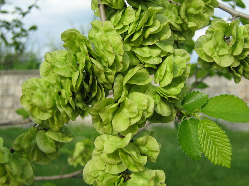 Image of Ulmus pumila specimen.