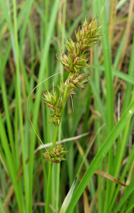 Изображение особи Carex otrubae.