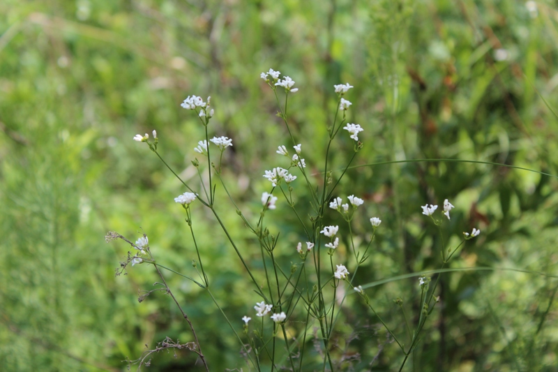 Изображение особи Galium triandrum.