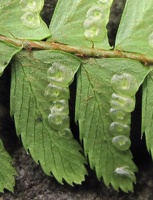 Image of Polystichum craspedosorum specimen.