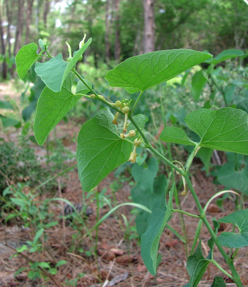 Image of Aristolochia clematitis specimen.