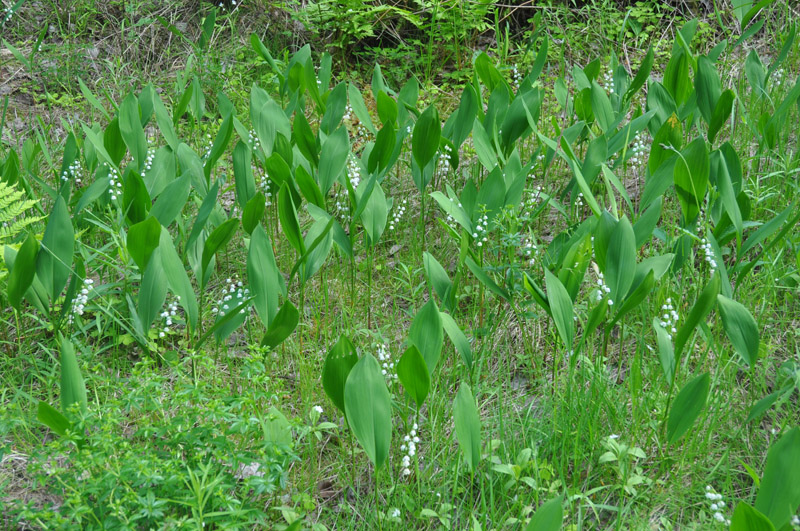 Изображение особи Convallaria majalis.