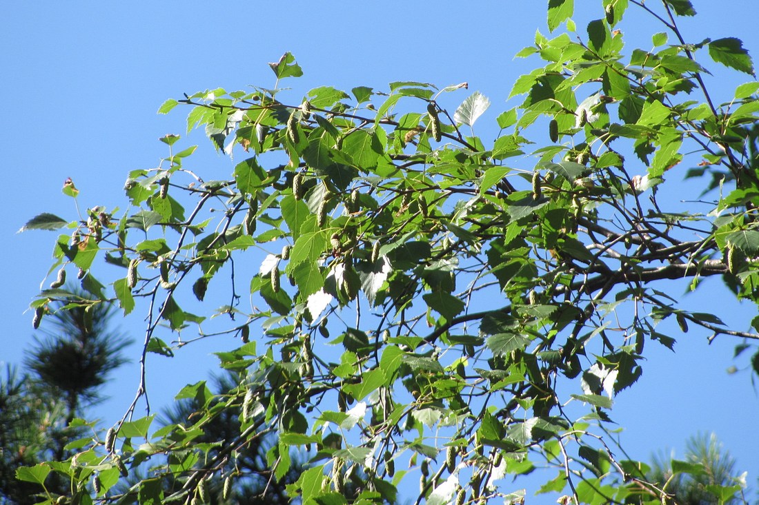 Изображение особи Betula pendula.