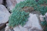 Alkanna orientalis. Цветущие растения на скалах. Египет, Синай, гора Моисея, ≈ 2200 м н.у.м., каменистый склон. 23.02.2009.