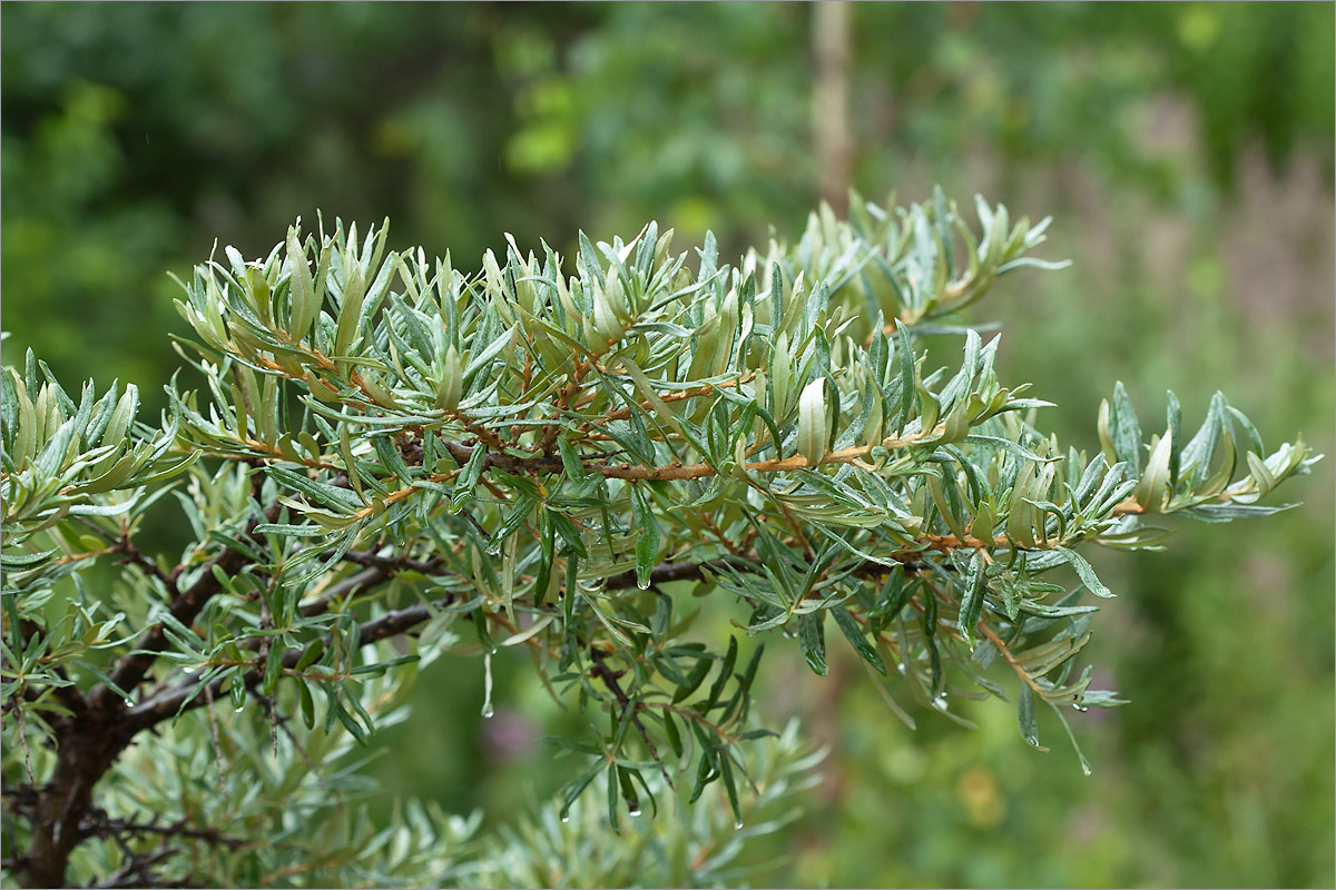 Image of Hippophae rhamnoides specimen.