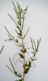 Epilobium adenocaulon