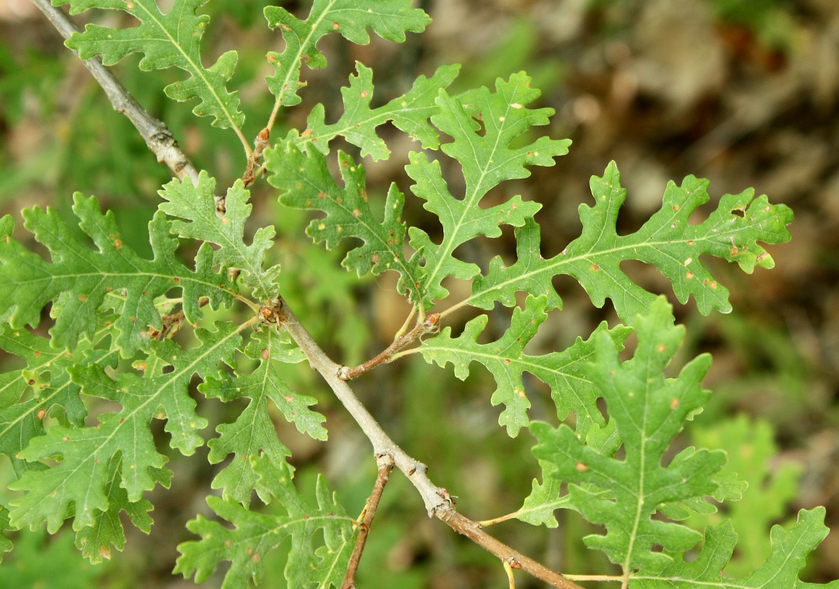 Изображение особи Quercus pubescens.