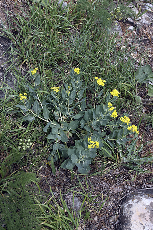 Изображение особи Haplophyllum latifolium.