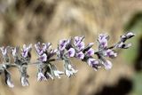 Psoralea drupacea