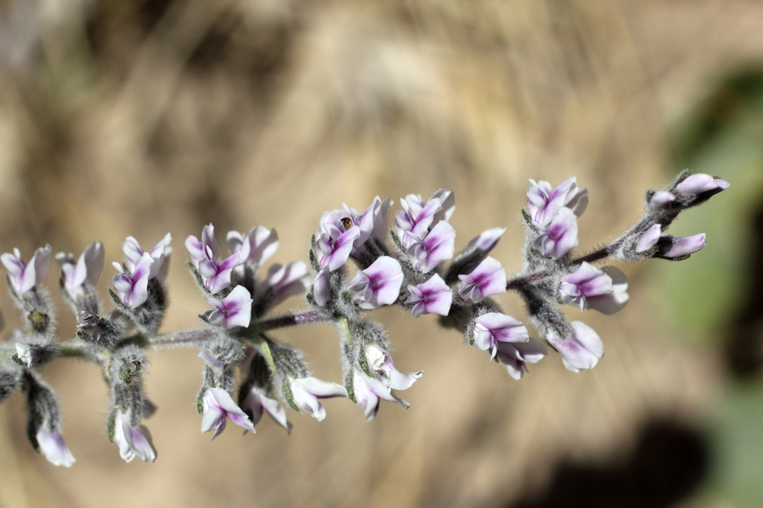 Изображение особи Psoralea drupacea.