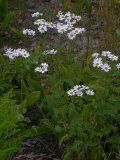 Pyrethrum corymbosum