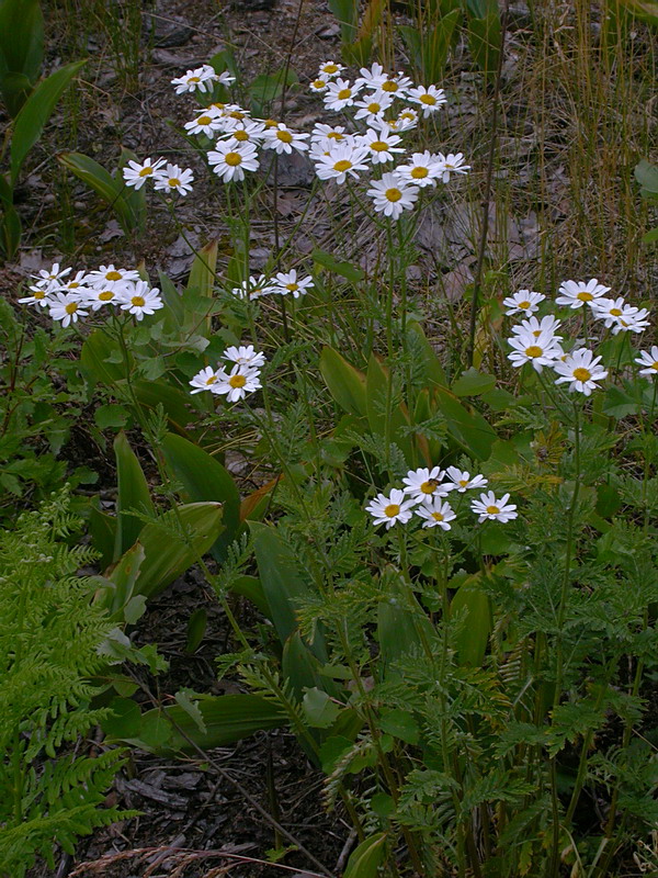 Изображение особи Pyrethrum corymbosum.