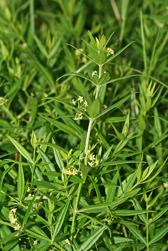 Image of Rubia tatarica specimen.