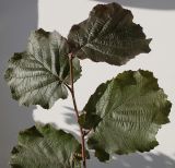 Corylus avellana. Верхушка ветви с листьями (f, 'Fuscorubra'). Германия, г. Кемпен, в культуре. 09.09.2012.