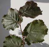 Corylus avellana