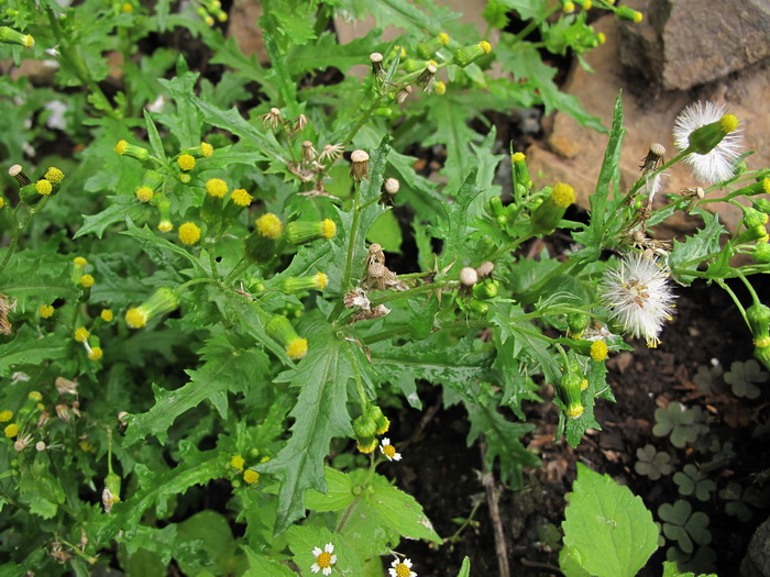 Изображение особи Senecio vulgaris.