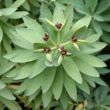 Euphorbia glauca