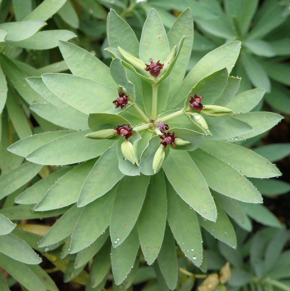 Изображение особи Euphorbia glauca.