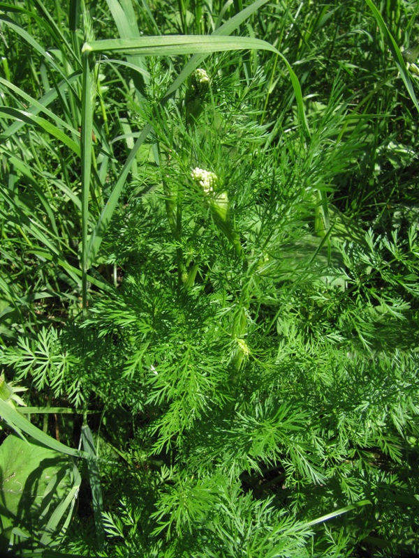 Image of Carum carvi specimen.