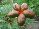 Paeonia lactiflora