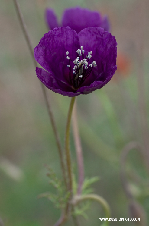 Image of Roemeria hybrida specimen.