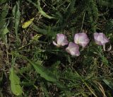 Convolvulus lineatus