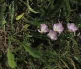 Convolvulus lineatus. Цветущее растение. Крым, Джанкойский р-н. 22.05.2012.