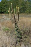 Verbascum ovalifolium. Цветущее и плодоносящее растение. Ростовская обл., Неклиновский р-н, Носовское с/п, балка Носова. 08.09.2012.