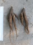 Mandragora officinarum