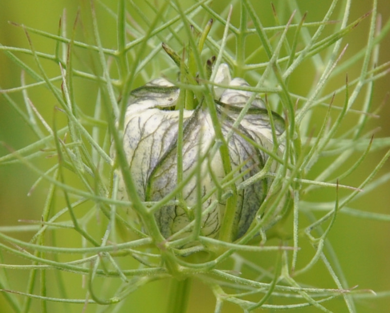 Image of Nigella damascena specimen.