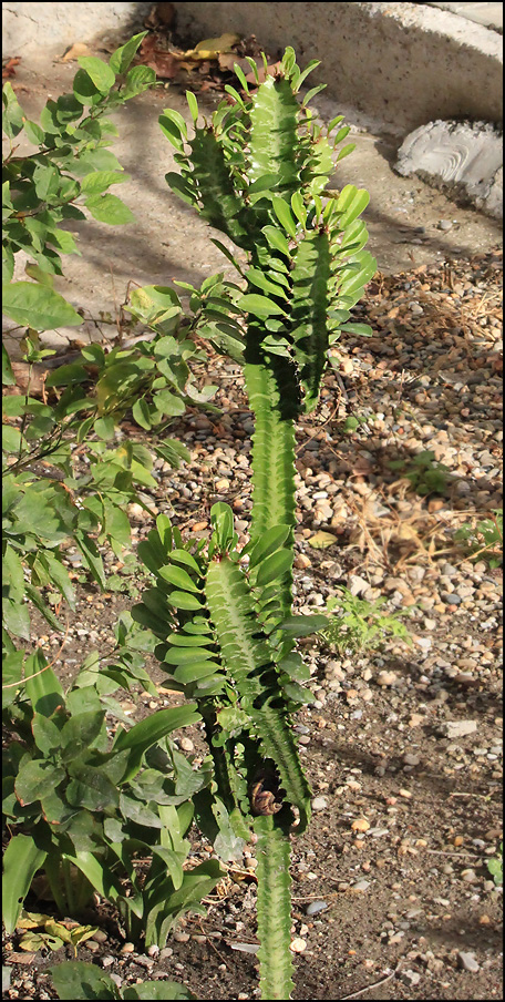 Изображение особи Euphorbia trigona.