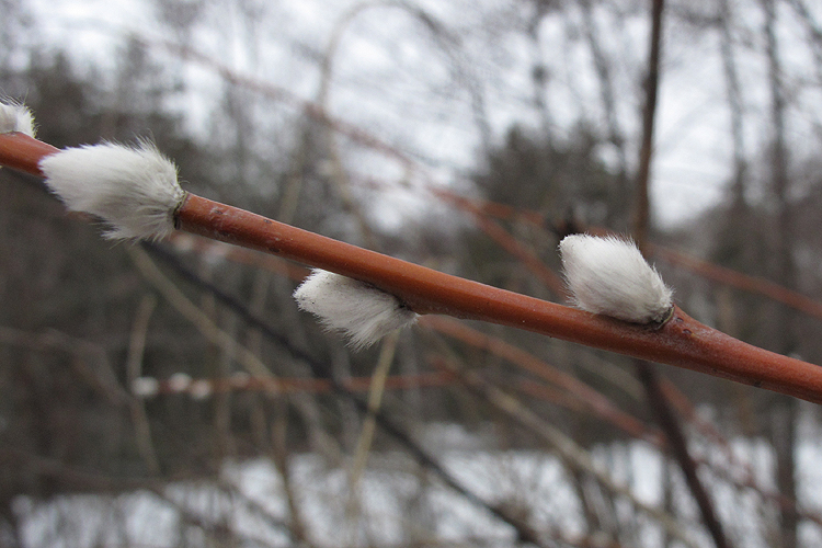 Изображение особи Salix acutifolia.