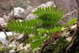 Polypodium vulgare. Спороносящие растения. Крым, Байдарская долина, р. Чёрная. 21 января 2013 г.