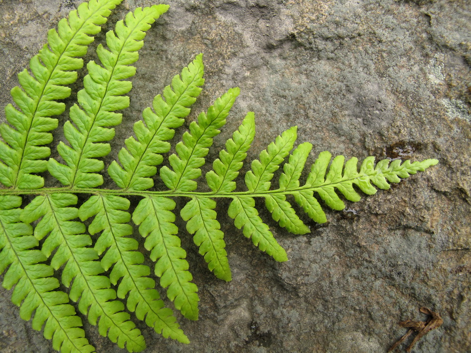 Image of Dryopteris crassirhizoma specimen.