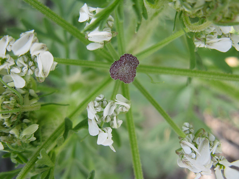 Изображение особи семейство Apiaceae.