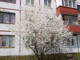 род Prunus