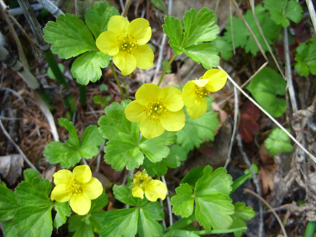 Image of Waldsteinia ternata ssp. maximowicziana specimen.