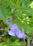 Scutellaria galericulata. Соцветие. Якутия (Саха), Нерюнгринский р-н, база отдыха Нахот, заболоченный участок. 04.08.2012.