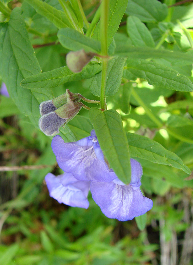 Изображение особи Scutellaria galericulata.