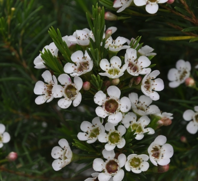 Image of genus Chamelaucium specimen.