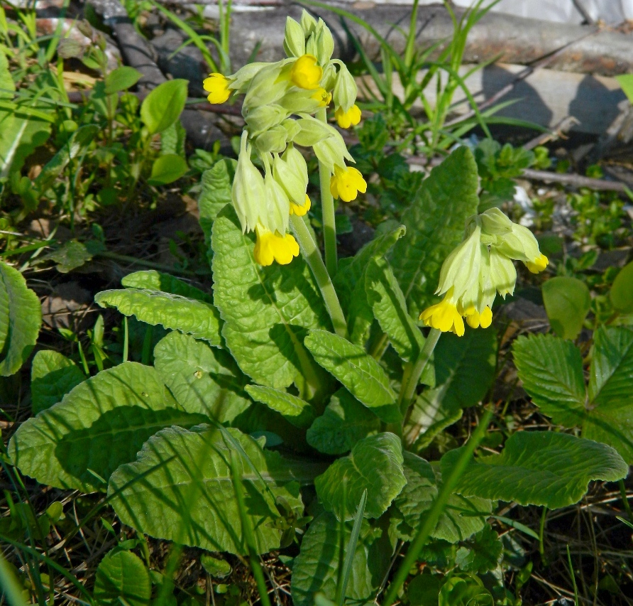 Image of Primula veris specimen.