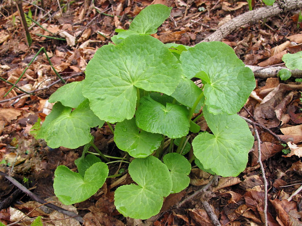 Image of genus Caltha specimen.