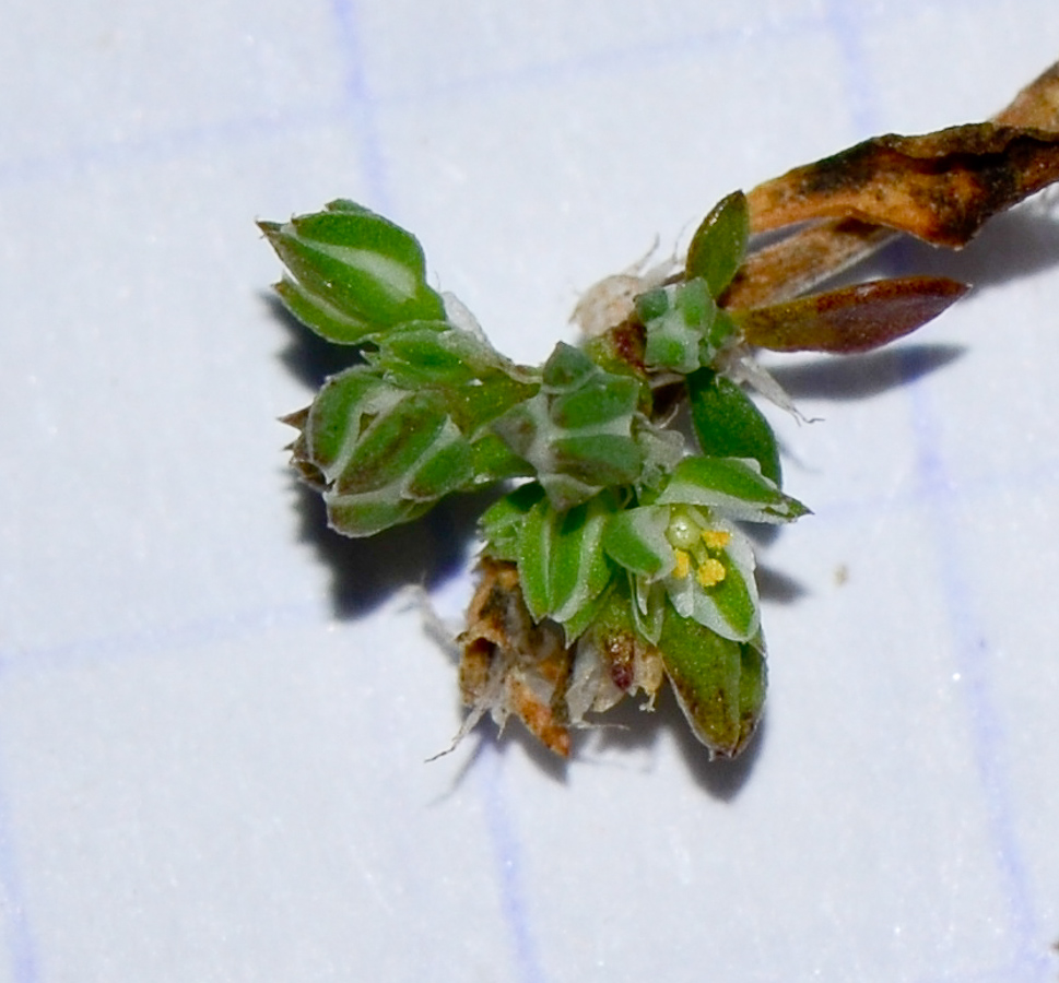 Image of Polycarpon tetraphyllum specimen.