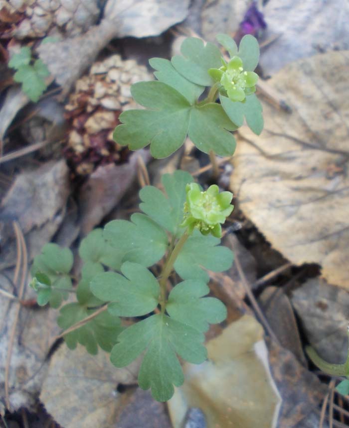 Image of Adoxa moschatellina specimen.