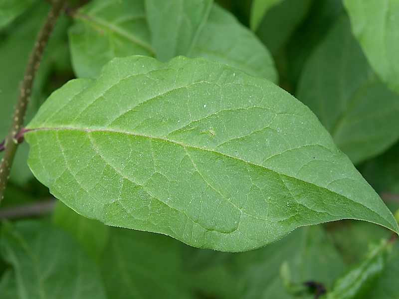 Изображение особи Syringa &times; henryi.