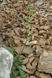 Scrophularia exilis. Цветущее растение. Крым, Ялтинская яйла, каменистая осыпь. 29 июня 2013 г.