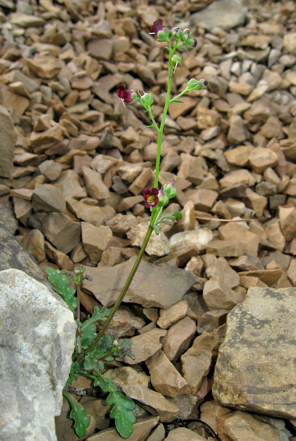 Изображение особи Scrophularia exilis.