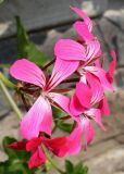 Pelargonium peltatum